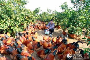 立體養殖，一地多收——廣西大新七里新村的致富新路