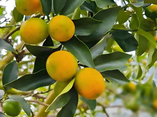 桂林七里新村——品味廣西特產的山水風情